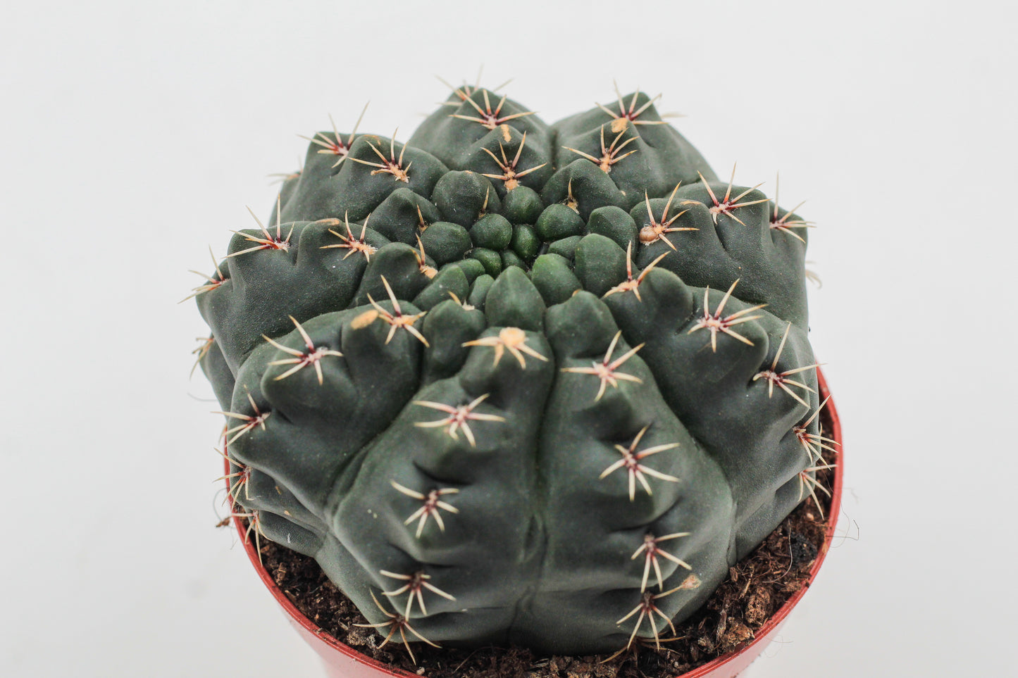 Gymnocalycium baldianum