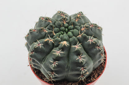 Gymnocalycium baldianum