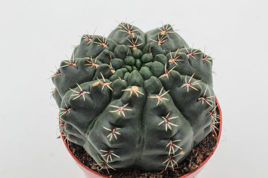 Gymnocalycium baldianum