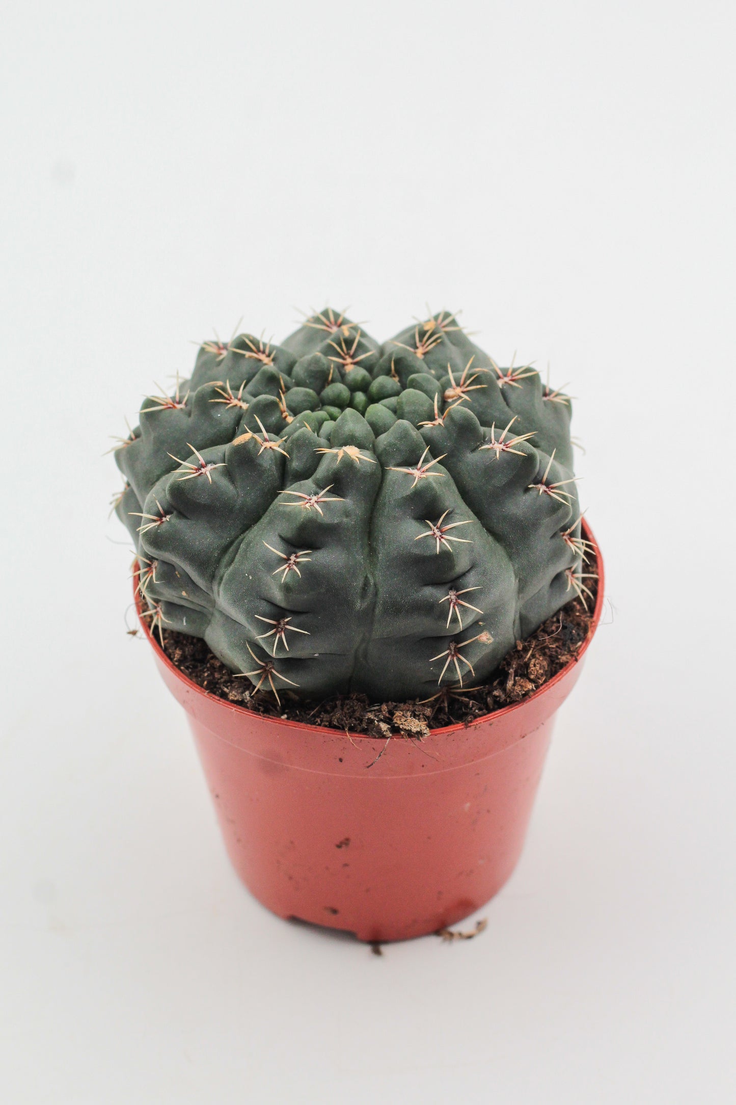 Gymnocalycium baldianum