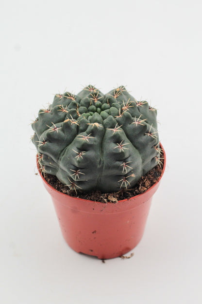 Gymnocalycium baldianum