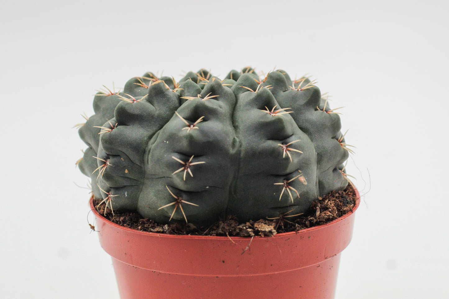 Gymnocalycium baldianum