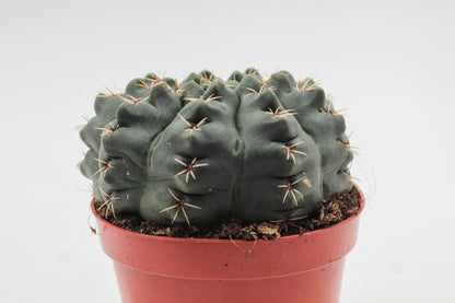 Gymnocalycium baldianum
