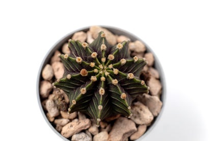 Gymnocalycium friedrichii LB 2178