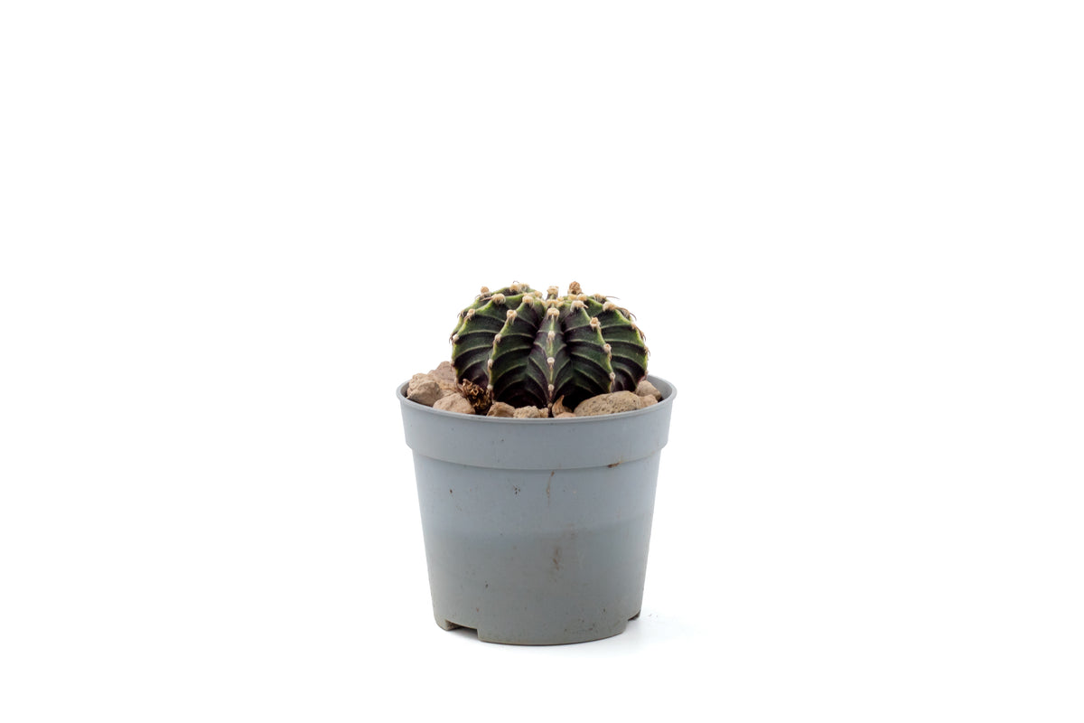 Gymnocalycium friedrichii LB 2178