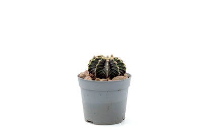 Gymnocalycium friedrichii LB 2178