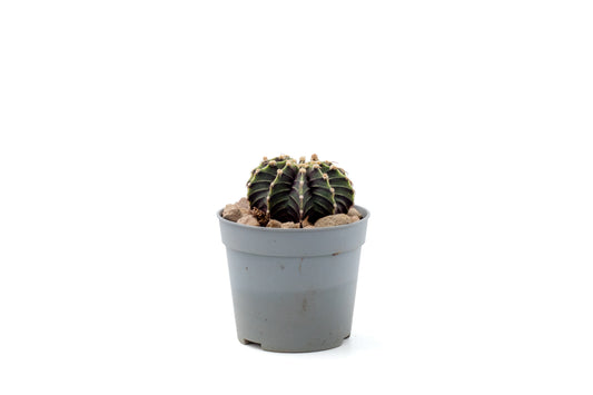 Gymnocalycium friedrichii LB 2178
