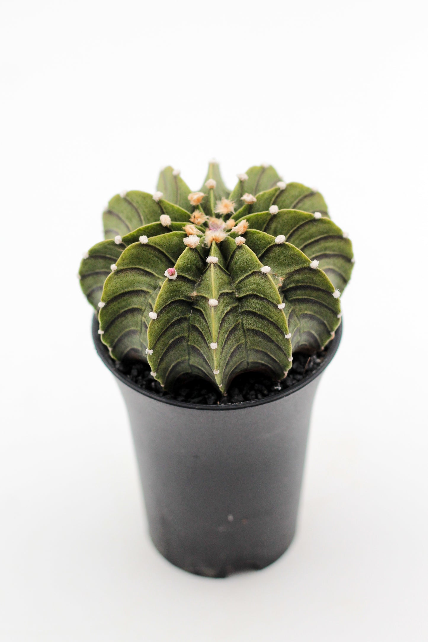 Gymnocalycium friedrichii LB 2178