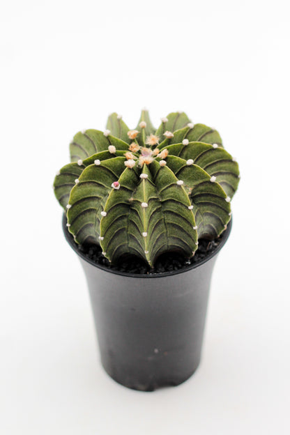 Gymnocalycium friedrichii LB 2178