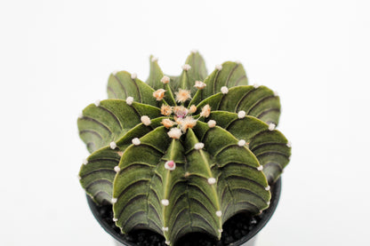 Gymnocalycium friedrichii LB 2178