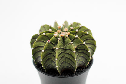 Gymnocalycium friedrichii LB 2178