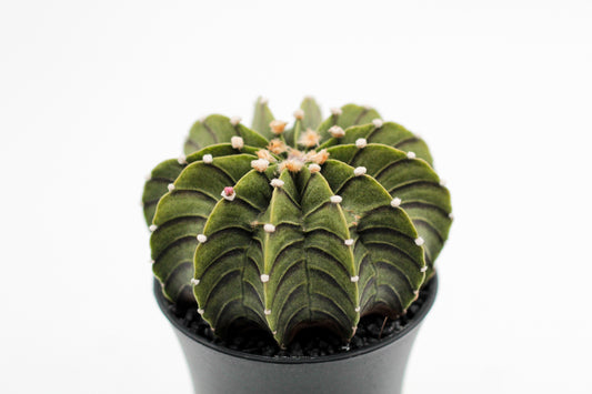 Gymnocalycium friedrichii LB 2178