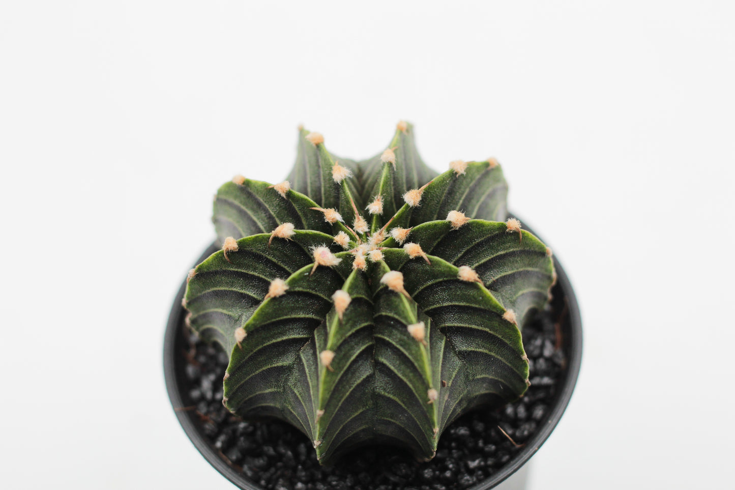 Gymnocalycium friedrichii LB 2178