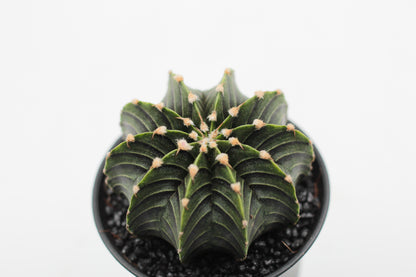 Gymnocalycium friedrichii LB 2178