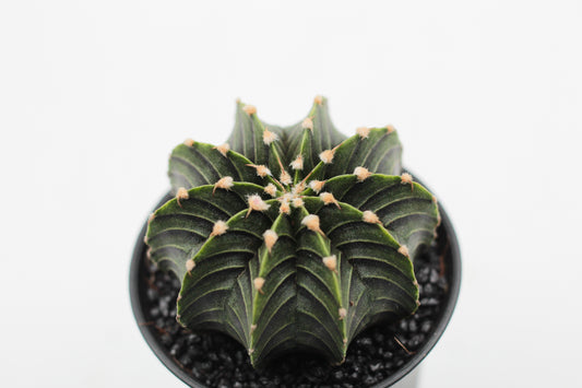 Gymnocalycium friedrichii LB 2178