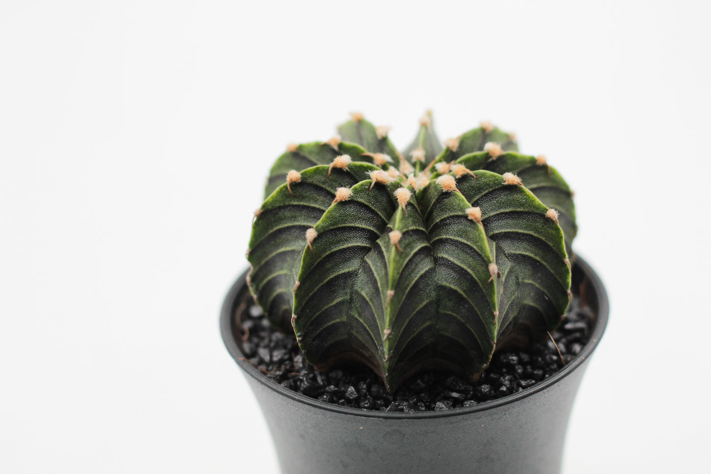 Gymnocalycium friedrichii LB 2178
