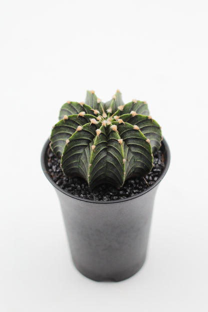 Gymnocalycium friedrichii LB 2178