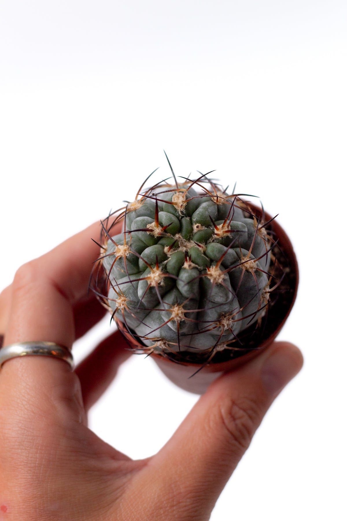 Gymnocalycium glaucum