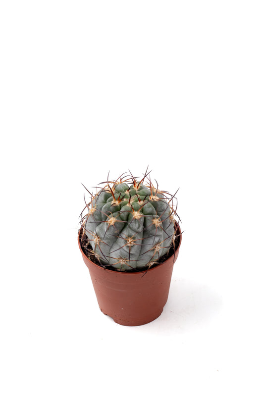 Gymnocalycium glaucum