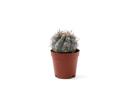 Gymnocalycium glaucum