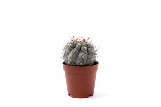 Gymnocalycium glaucum