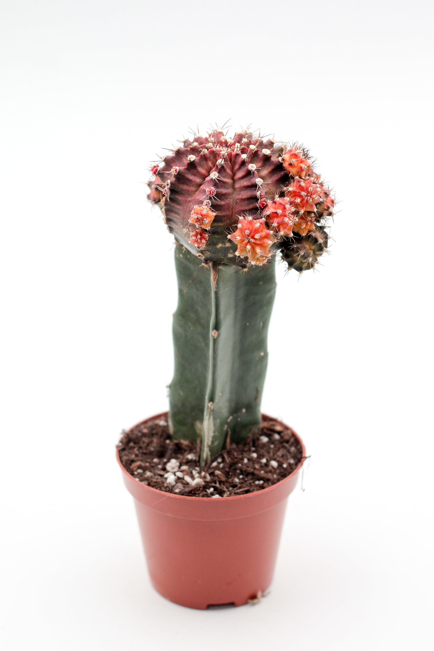 Gymnocalycium hybride New Orange