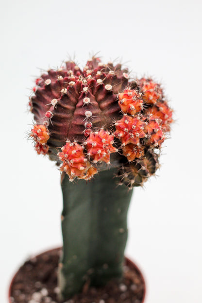 Gymnocalycium hybride New Orange