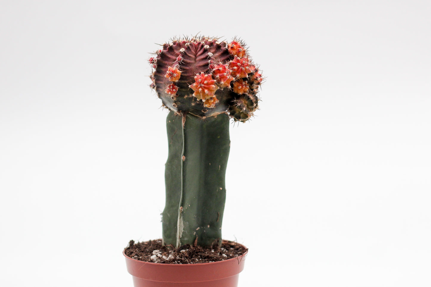 Gymnocalycium hybride New Orange