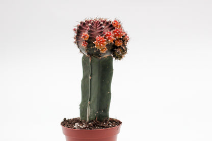 Gymnocalycium hybride New Orange