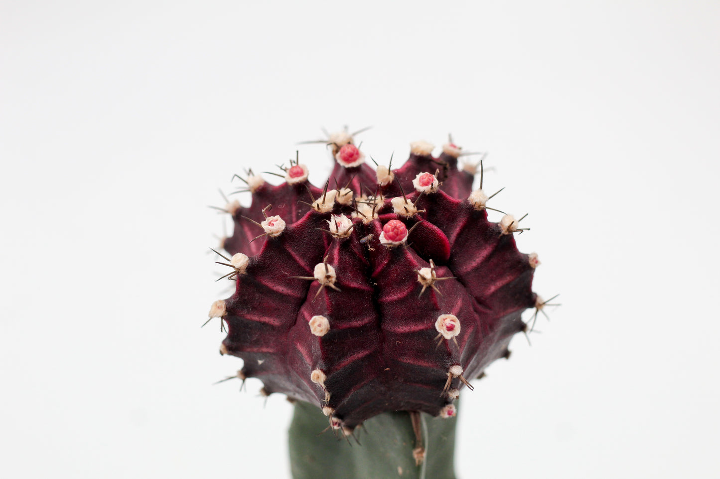 Gymnocalycium hybride Purple black