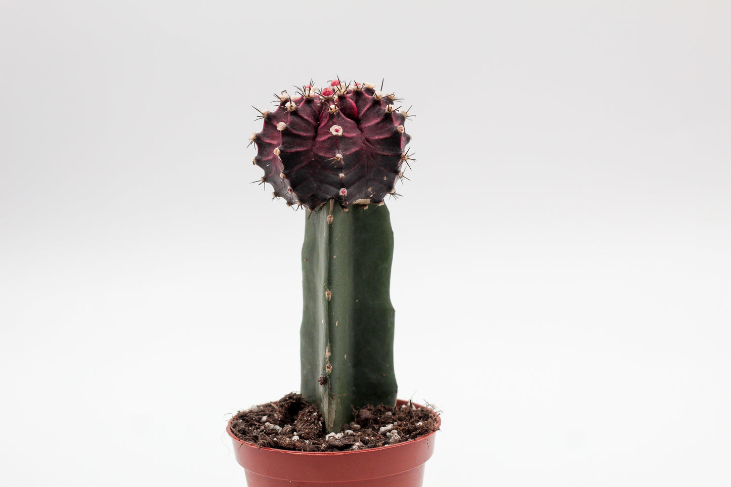 Gymnocalycium hybride Purple black