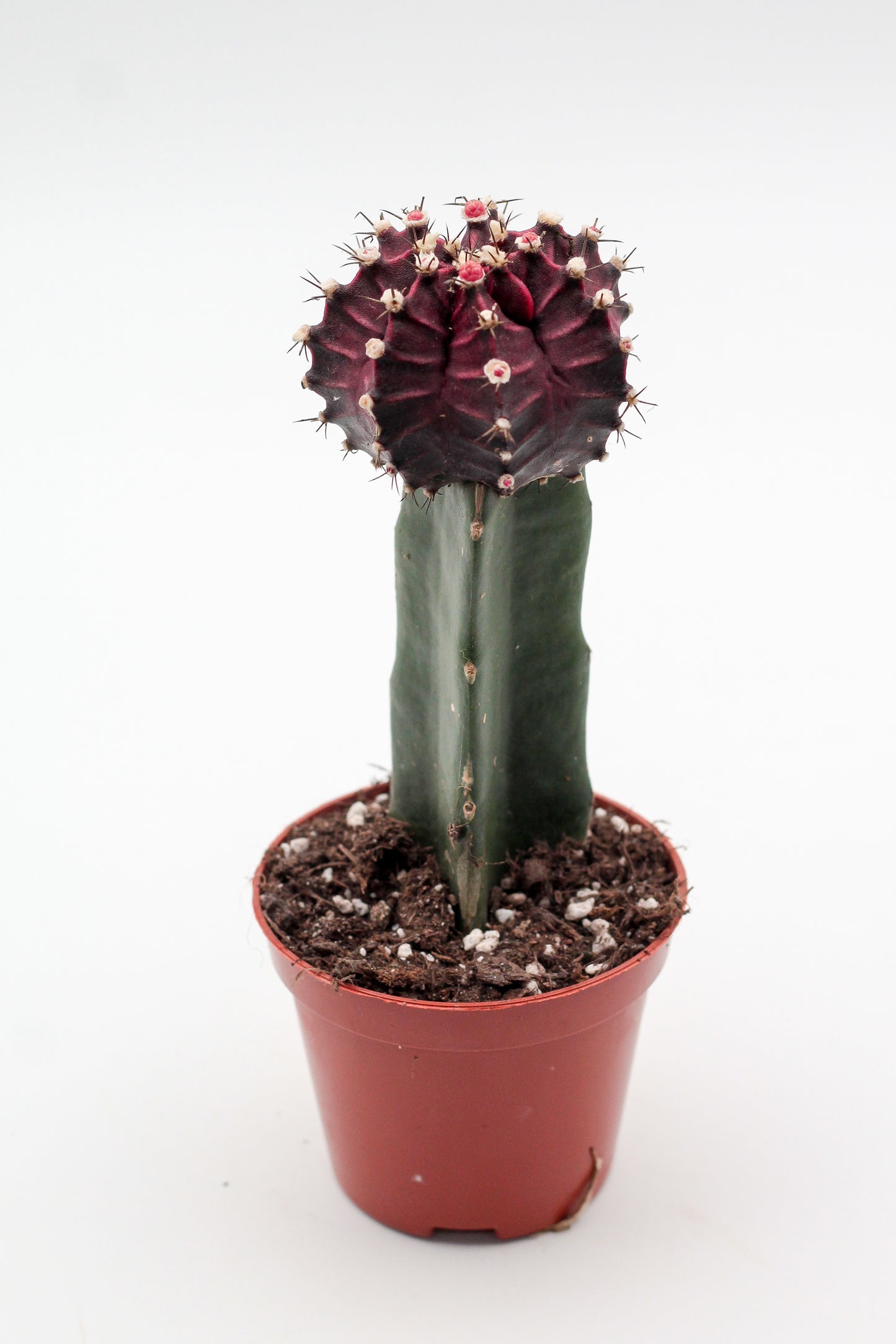 Gymnocalycium hybride Purple black