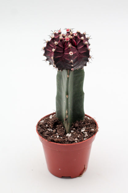 Gymnocalycium hybride Purple black