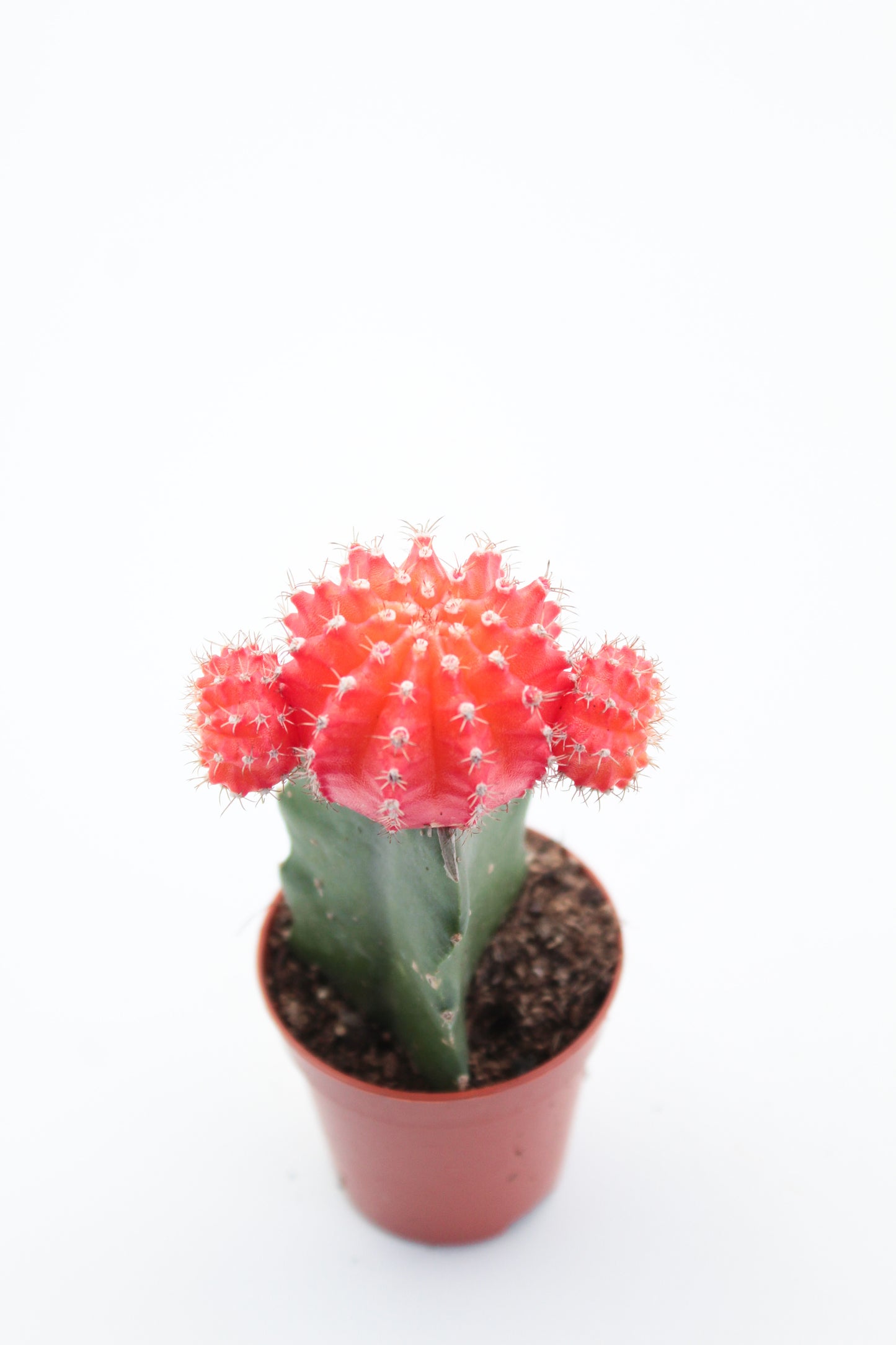 Gymnocalycium hybride mix