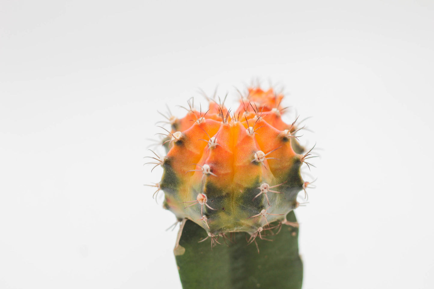 Gymnocalycium hybride mix