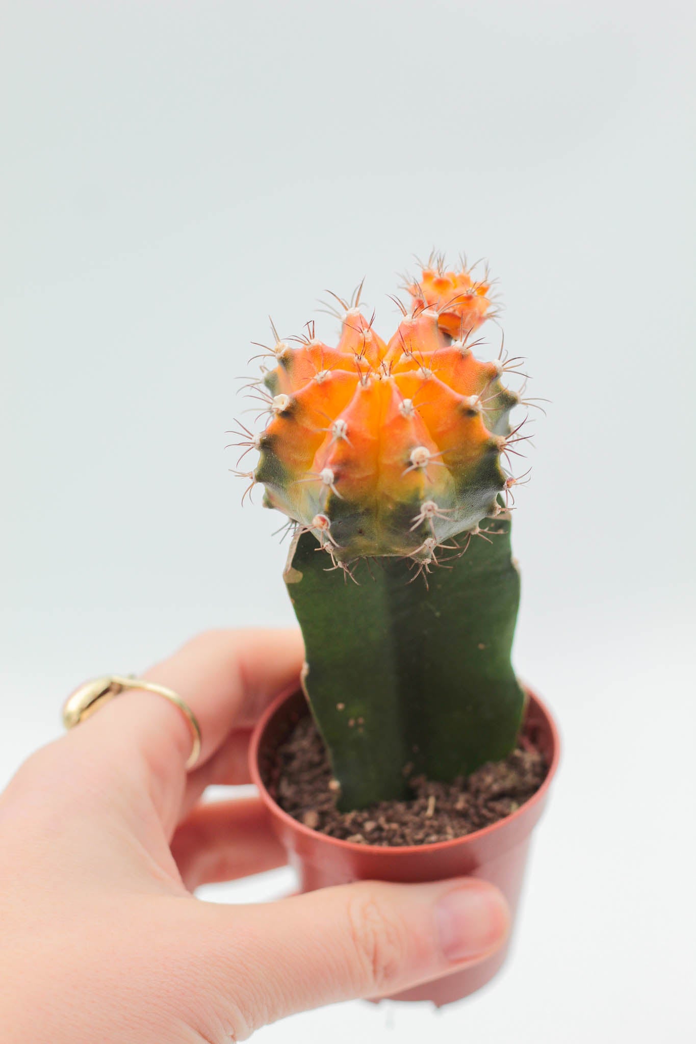 Gymnocalycium hybride mix