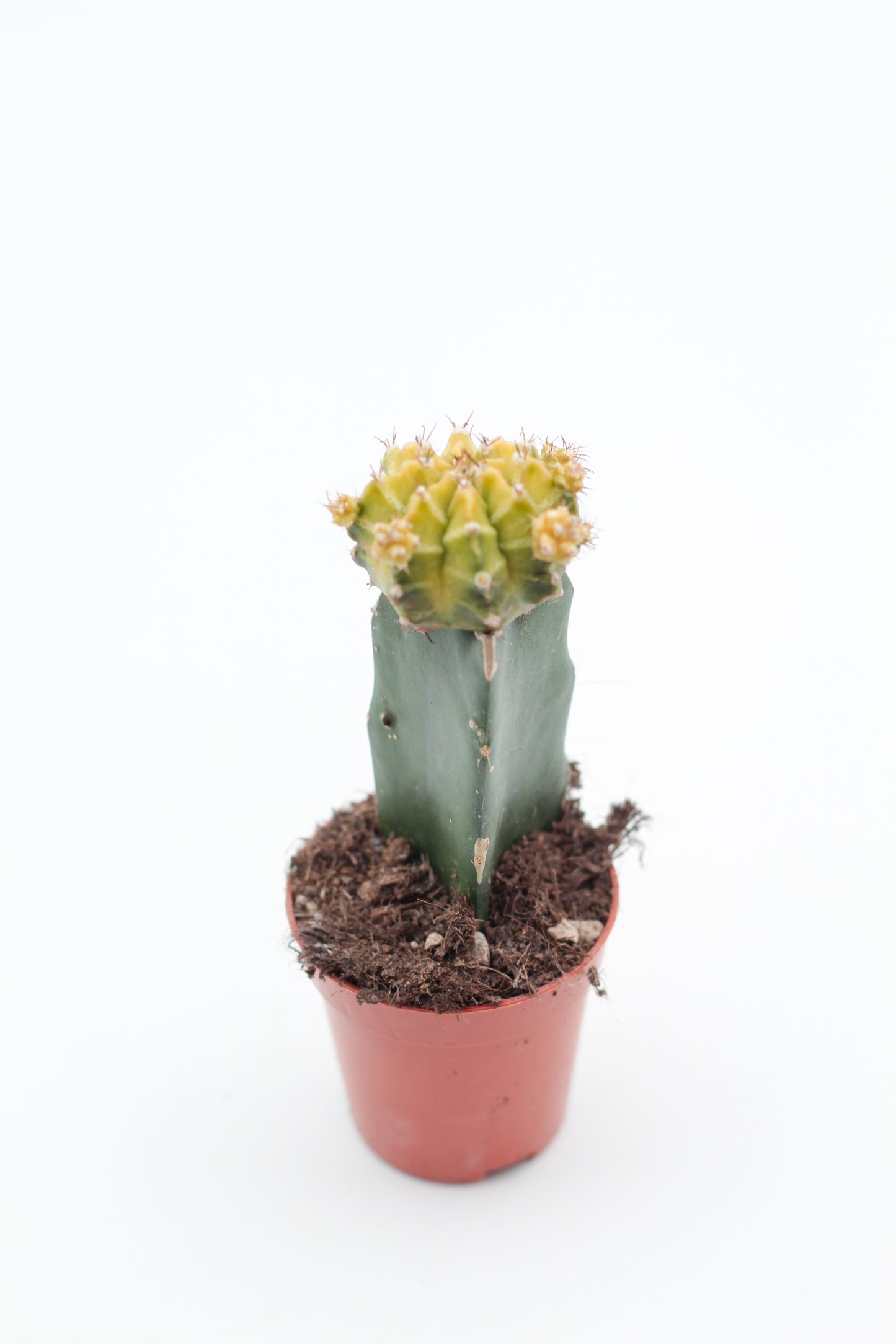 Gymnocalycium hybride mix