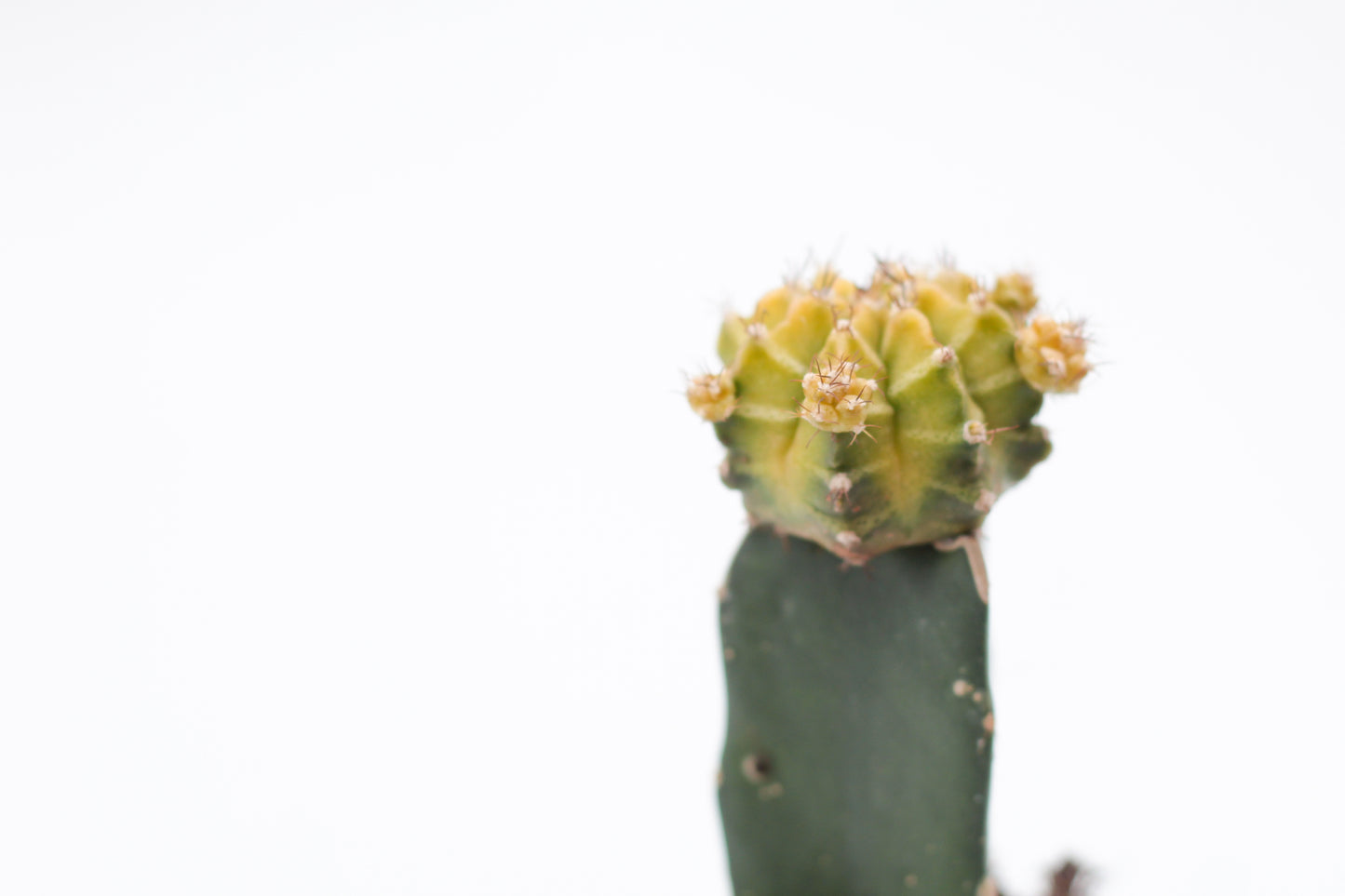 Gymnocalycium hybride mix