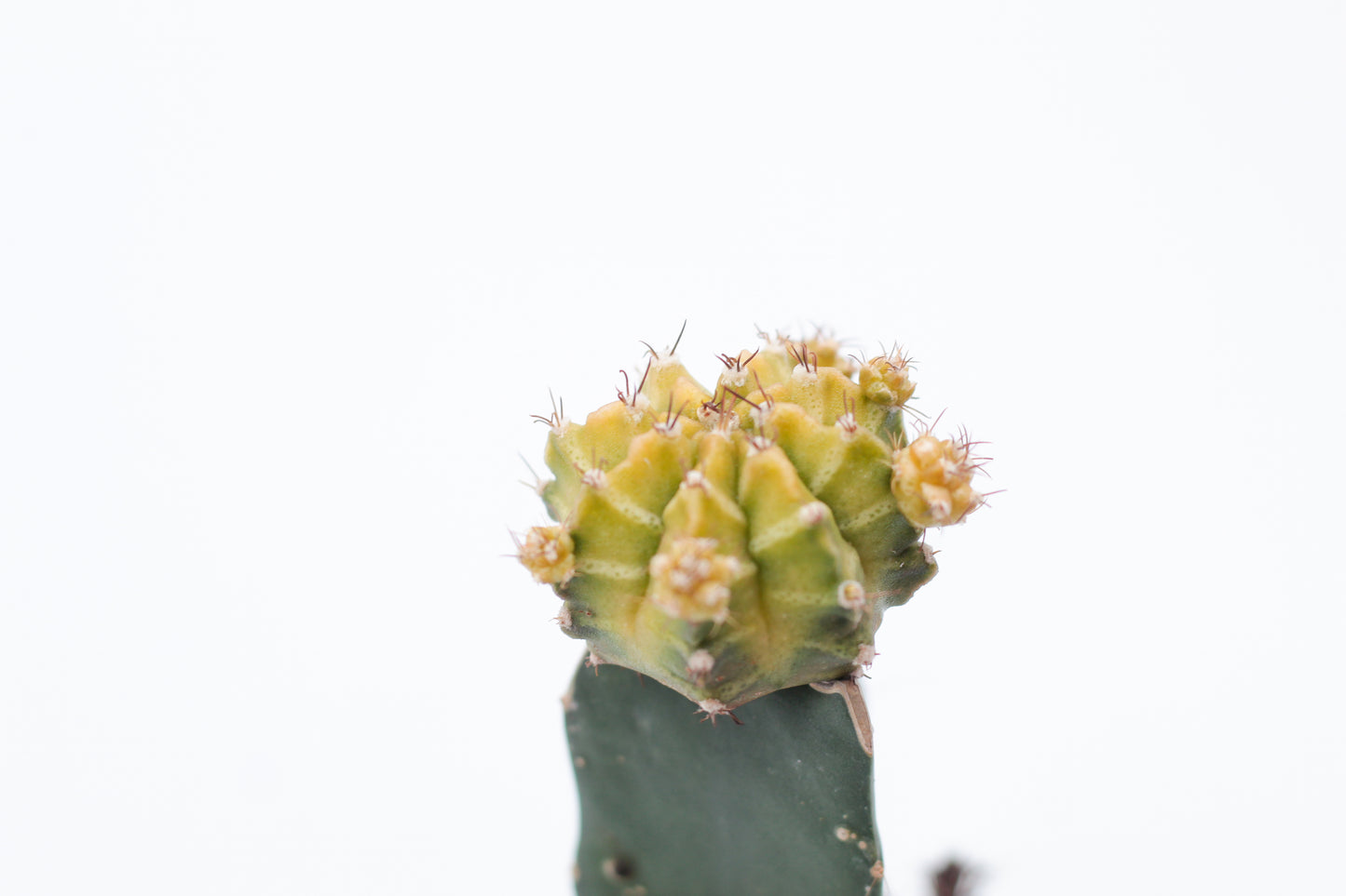 Gymnocalycium hybride mix