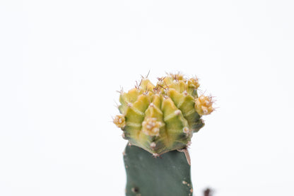 Gymnocalycium hybride mix