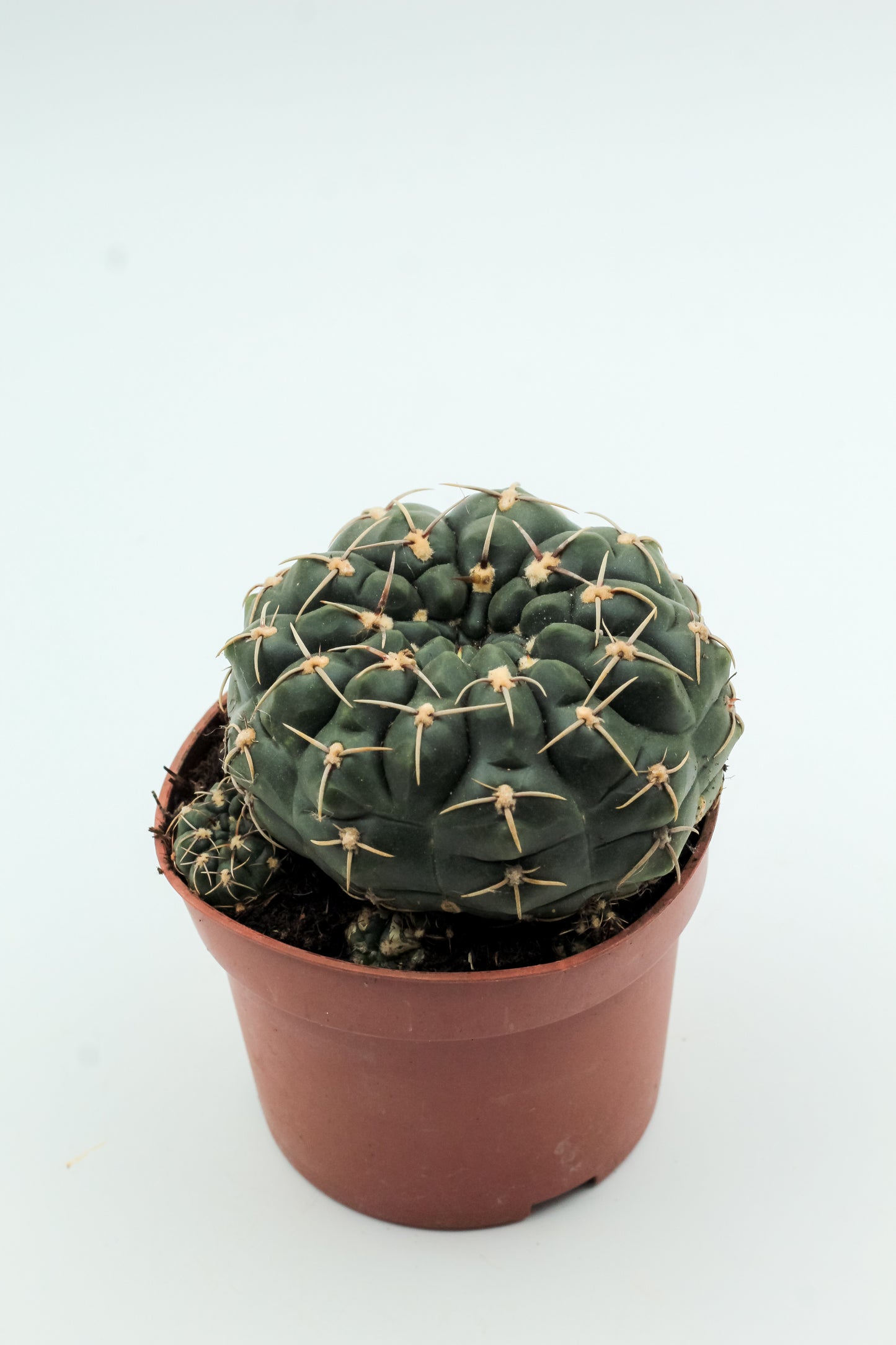 Gymnocalycium hyptiacanthum subs. uruguayense