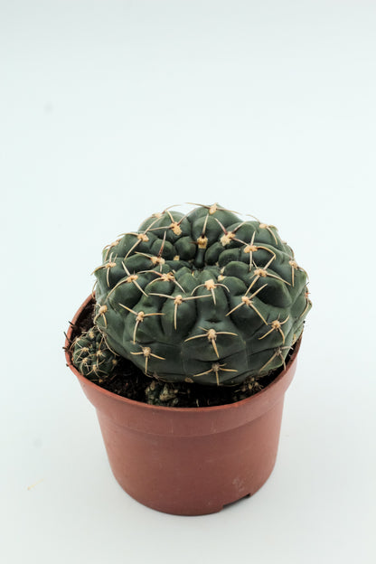 Gymnocalycium hyptiacanthum subs. uruguayense