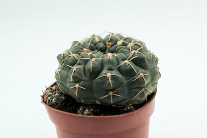 Gymnocalycium hyptiacanthum subs. uruguayense