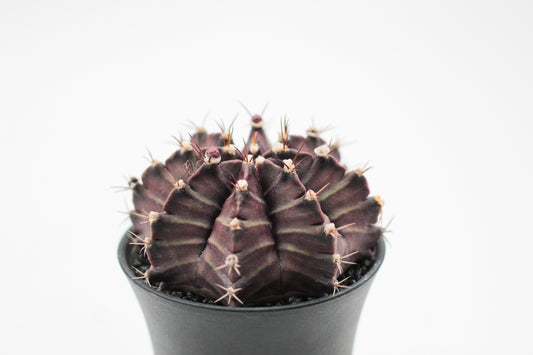 Gymnocalycium mihanovichii Purple Black