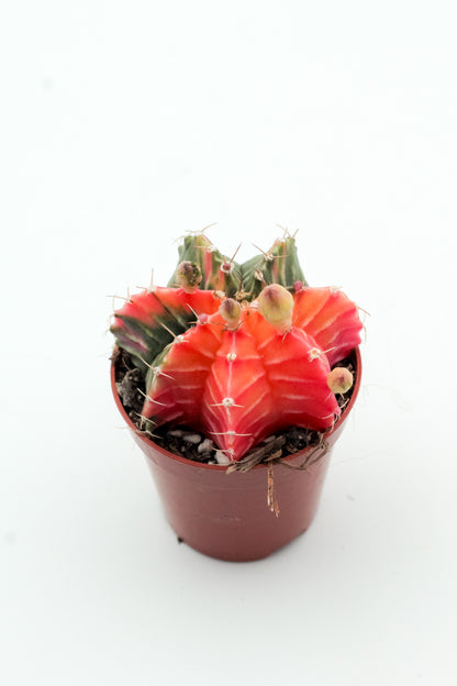 Gymnocalycium mihanovichii 'Koi Orange'