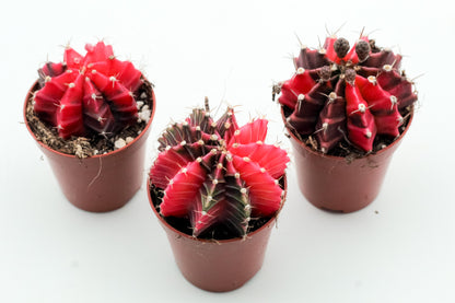 Gymnocalycium mihanovichii 'Koi Pink'