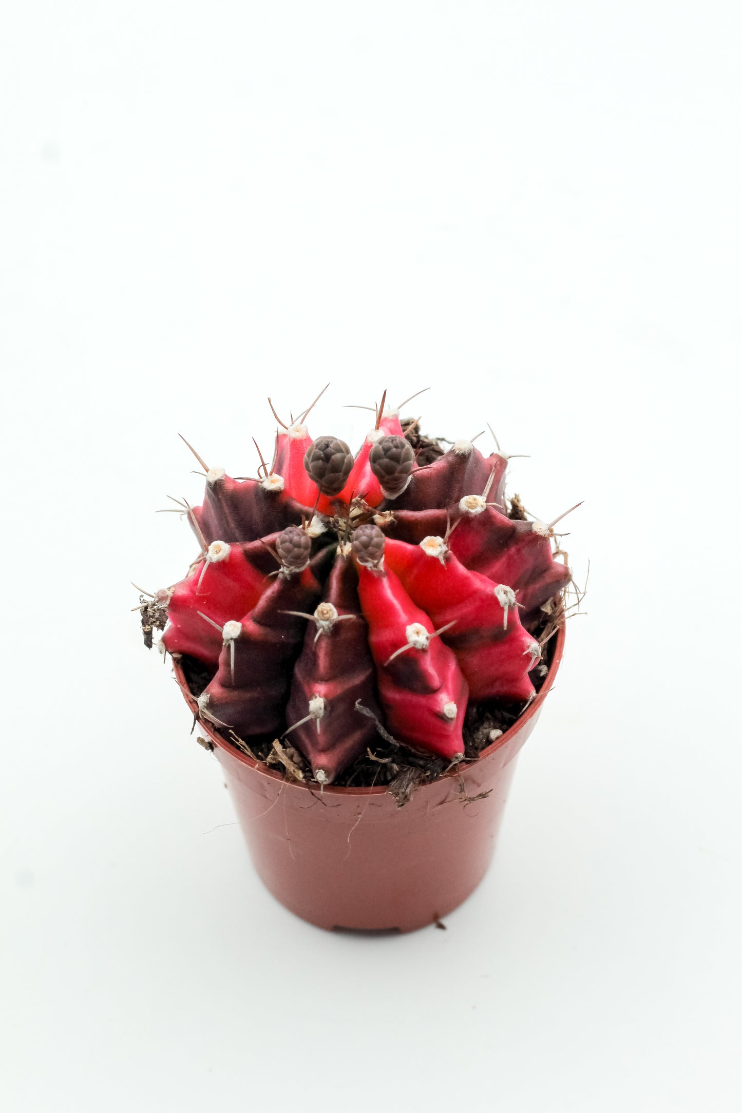 Gymnocalycium mihanovichii 'Koi Pink'