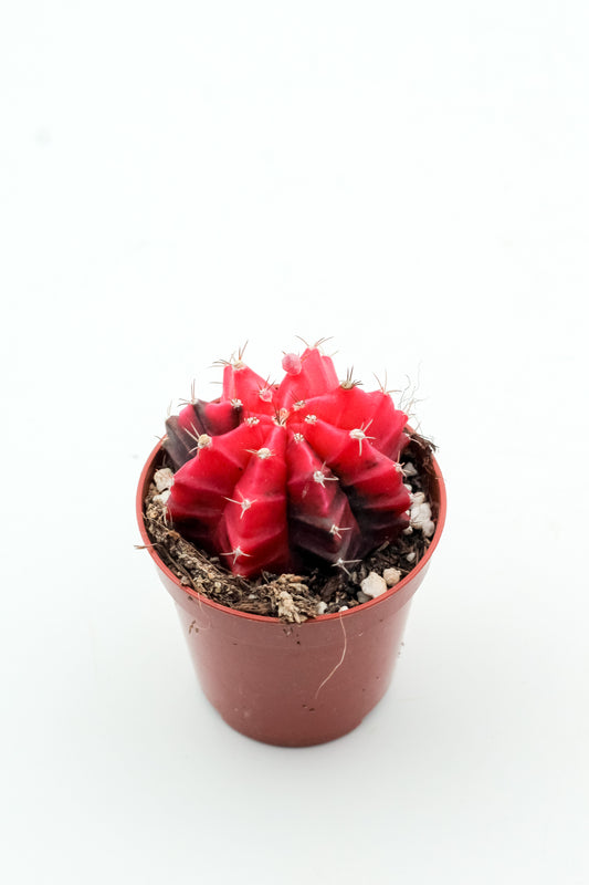 Gymnocalycium mihanovichii 'Koi Pink'