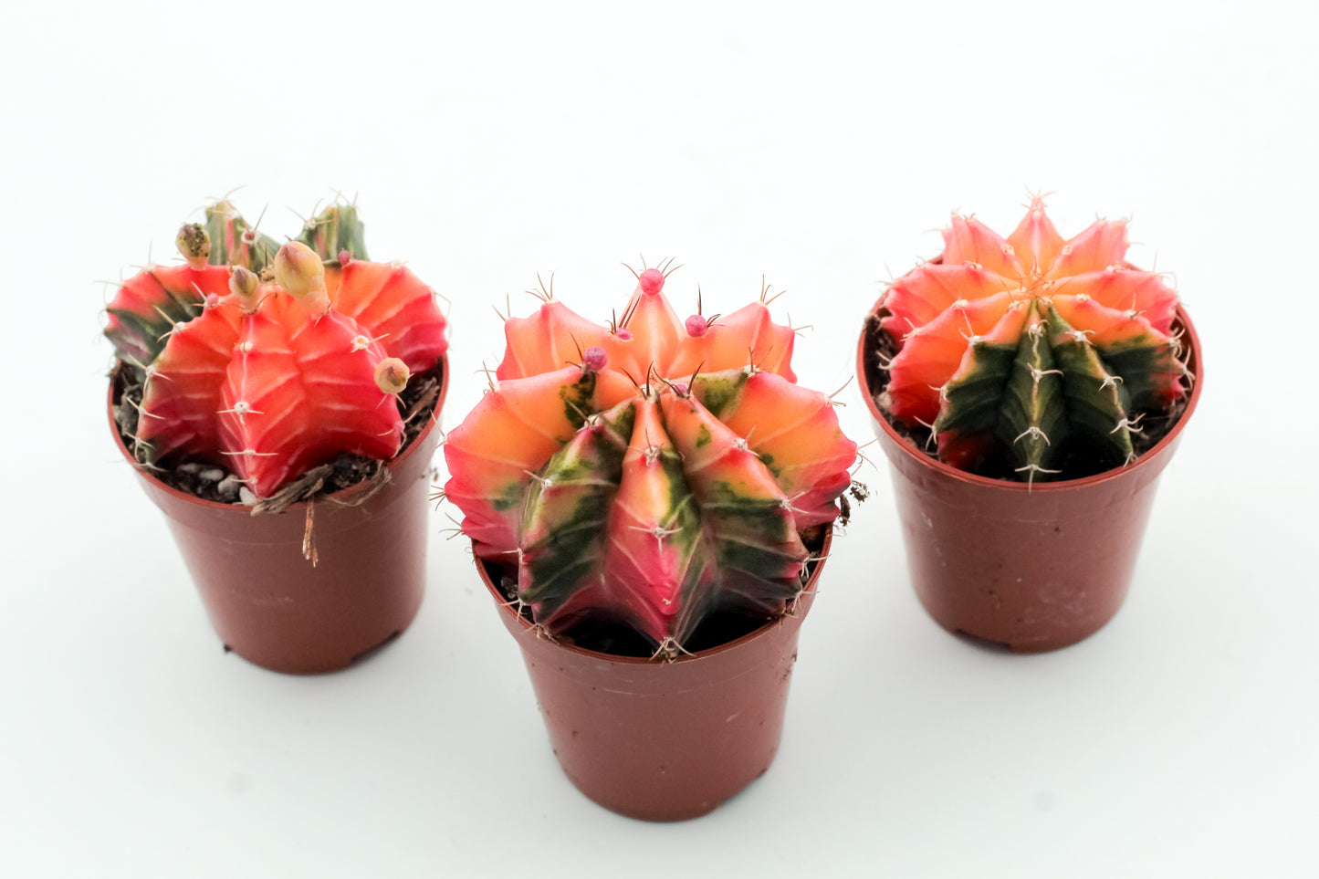 Gymnocalycium mihanovichii 'Koi Orange'