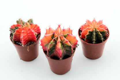 Gymnocalycium mihanovichii 'Koi Orange'